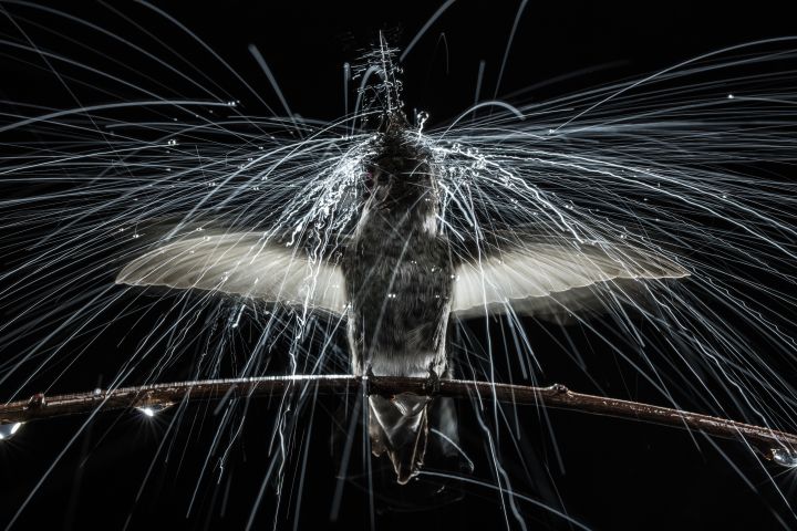 Hummingbird shakes itself dry.