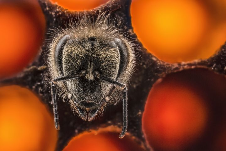 A new honeybee (Apis mellifera) emerges from a brood cell to live a six-week life span, and will forage for food, make honey, and raise the next generation.