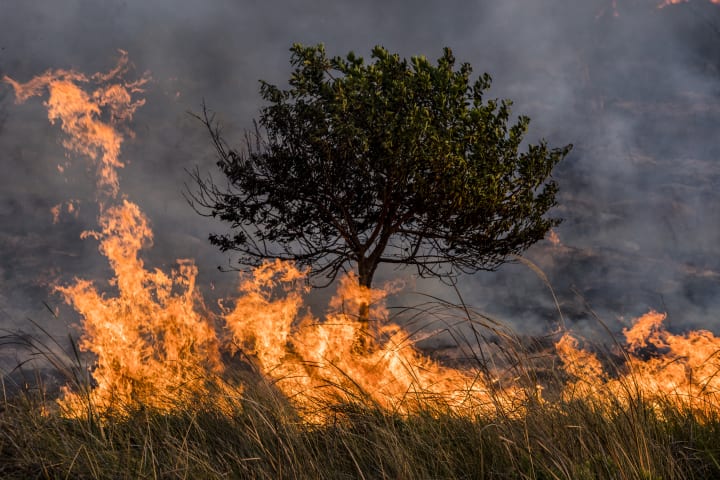 A wildfire consumes the grass and a tree.