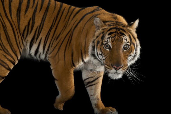 The endangered Malayan tiger (Panthera tigris jacksoni) is native to the Malaysian Peninsula.