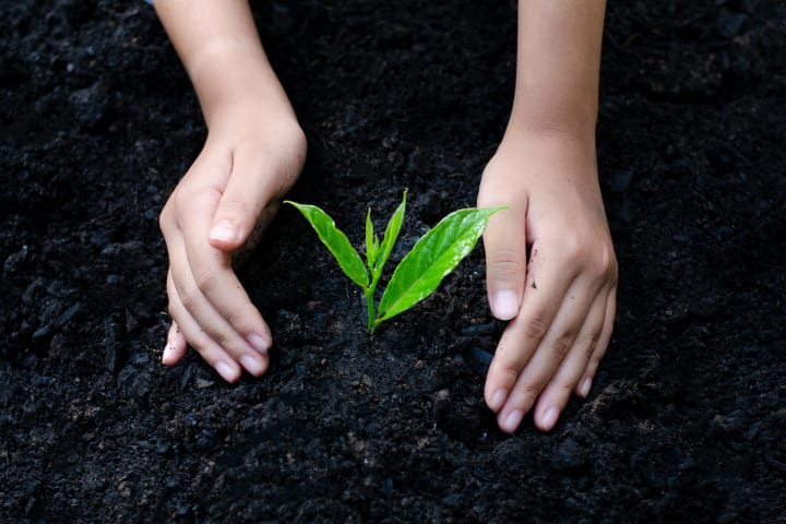 Hands planting the seedling of a tree.