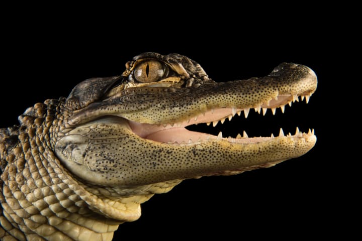 An endangered American alligator (Alligator mississippiensis) being shown for Explorer Joel Sartore's Photo Ark project.