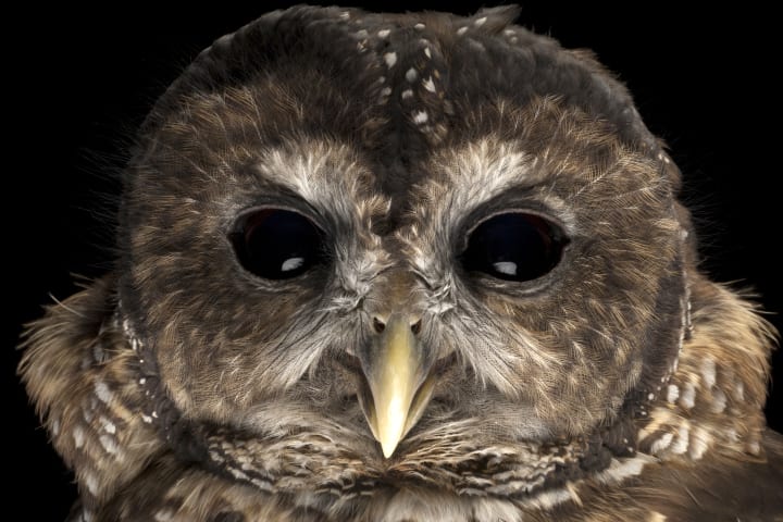 This rare Northern spotted owl (Strix occidentalis caurina) is part of Explorer Joel Sartore's Photo Ark.