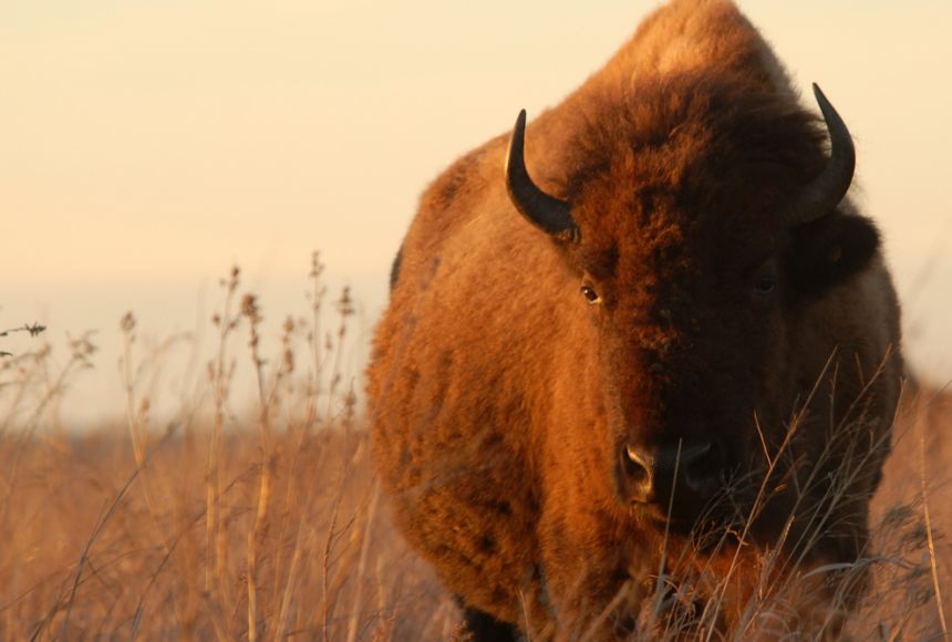 3 Animals That Keep Their Whole Ecosystem Together 