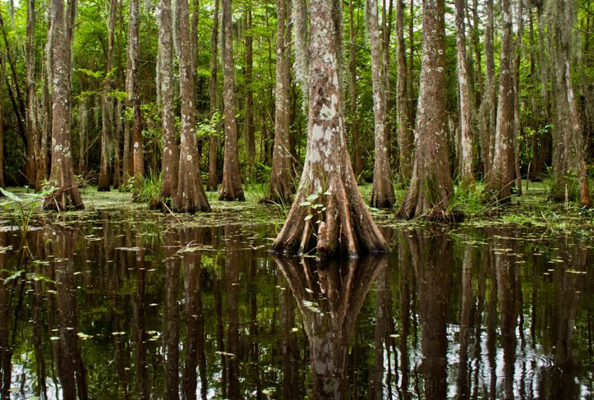 Louisiana Bayou Swamps Exploring The Swamps In Louisiana Rick Berk Louisiana Bayou Swamps Exploring The Swamps In Louisiana Rick Berk