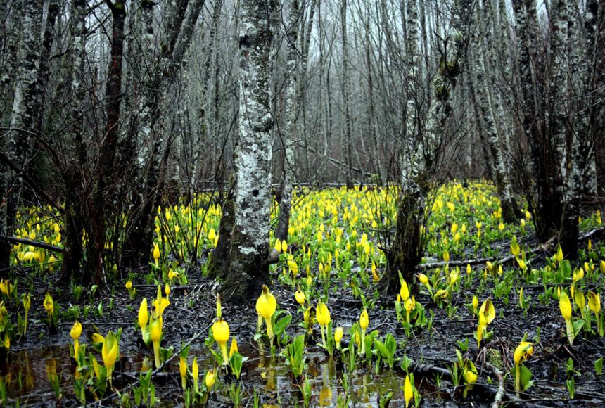 types of plants in swamps