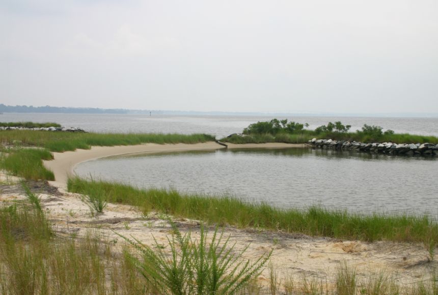 Grassy Shoreline Background