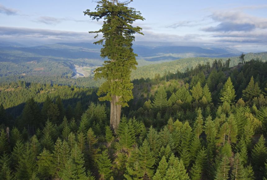 world tallest tree on earth