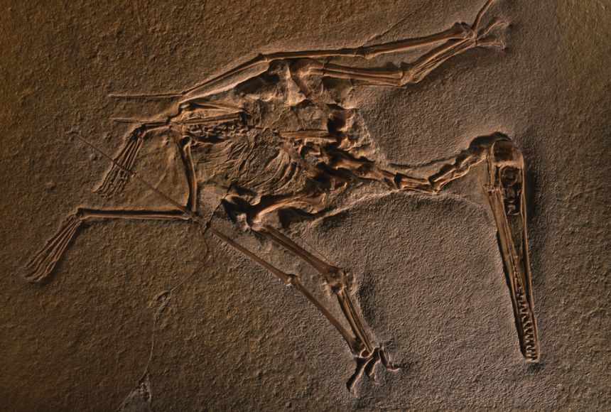 Pterodactyloidea, Fossil Wiki