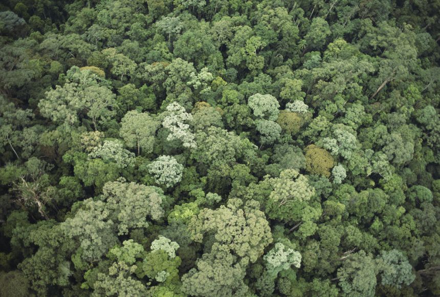 rainforest layers and animals that live there