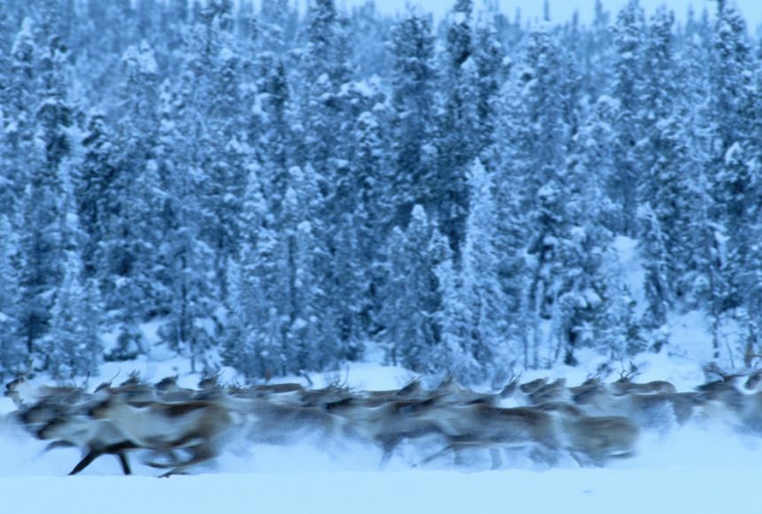 50 Unbelievable Facts About the Taiga You Must Know - 2024