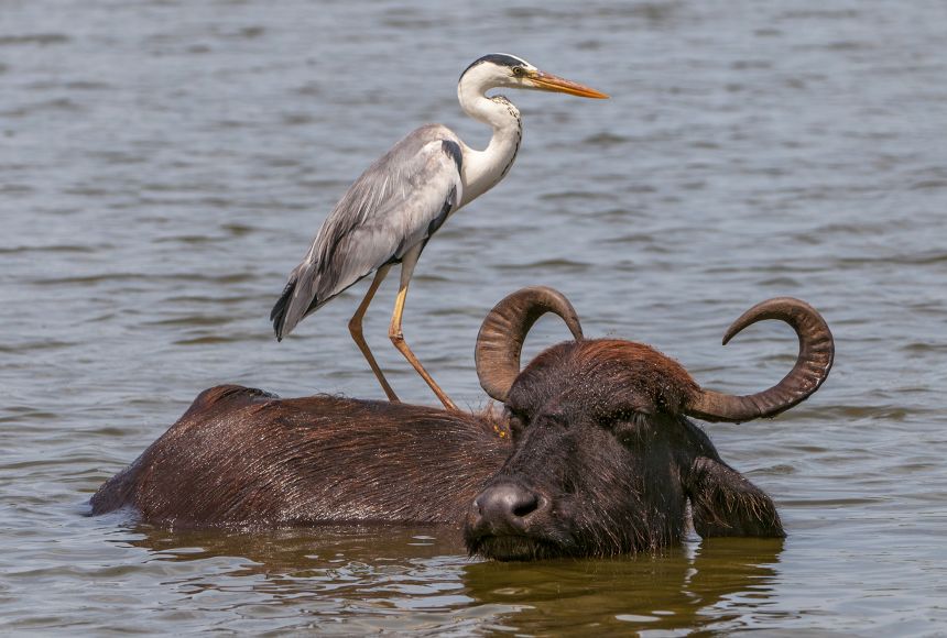 Wildlife and land preservation efforts help protect diverse wildlife populations such as this Asian water buffalo (Bubalus bubalis) and grey heron (Ardea cinrea) in Yala National Park, Sri Lanka.