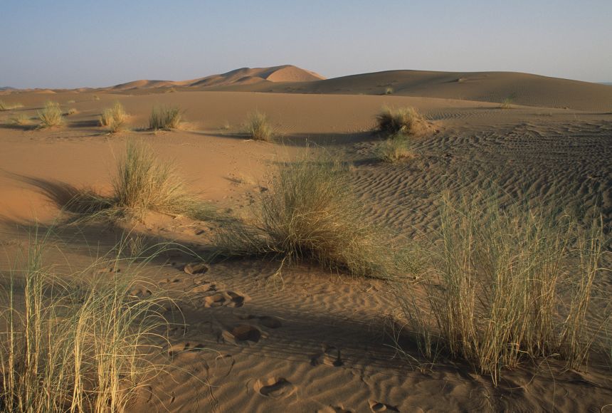 The Sahara Desert's vast, harsh landscape is home to little life, but hardy animals and vegetation can be found in sparse pockets like the Merzouga oasis in Morocco.