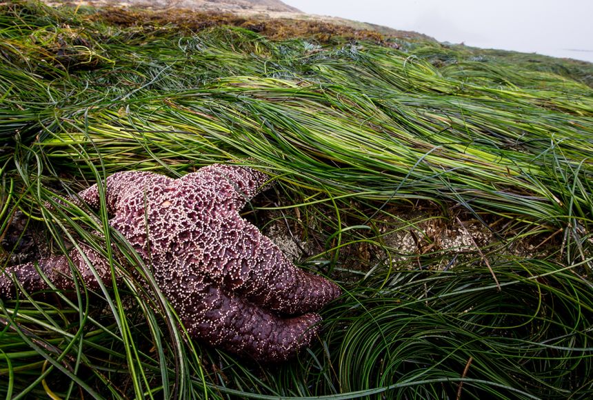 Keystone Species that Live in Ponds, Streams, & Wetlands