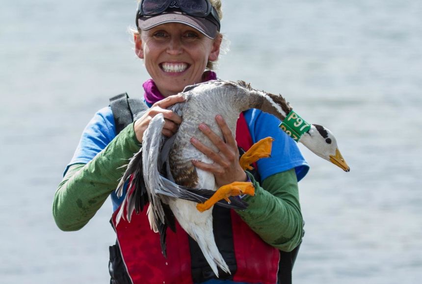 The bar-headed goose (Anser indicus) are among the greatest endurance athletes, able to fly 5,140 kilometers (3,194-miles) for more than 90 days. National Geographic Explorer Lucy Hawkes is trying to find out how they do this.