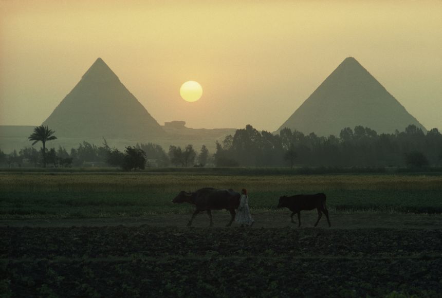 The Great Pyramids of Giza have been a part of the Egyptian landscape for thousands of years. Here, they appear almost like mountains in the background as a woman leads cows across a field.