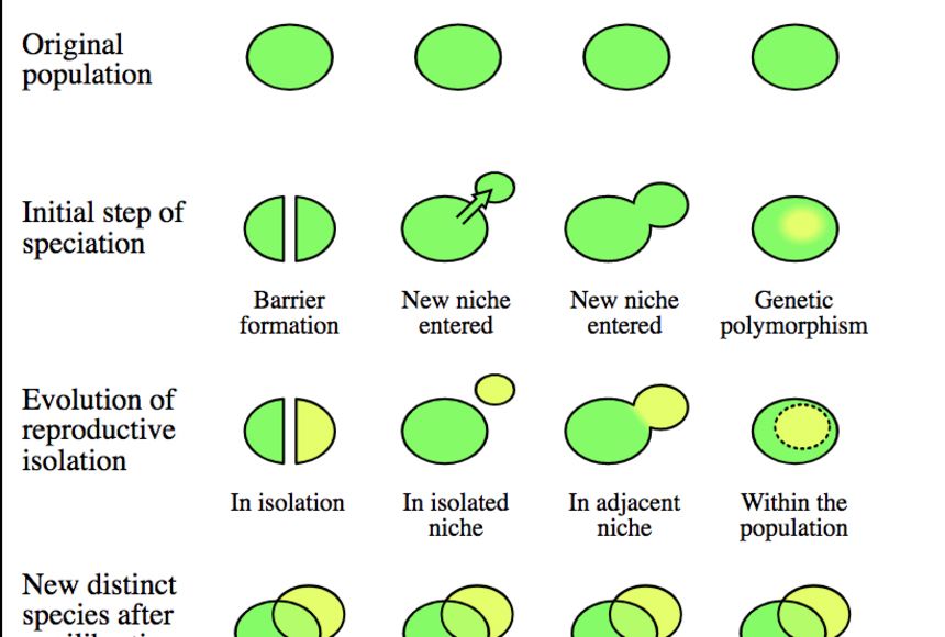 Allopatric Speciation Animation