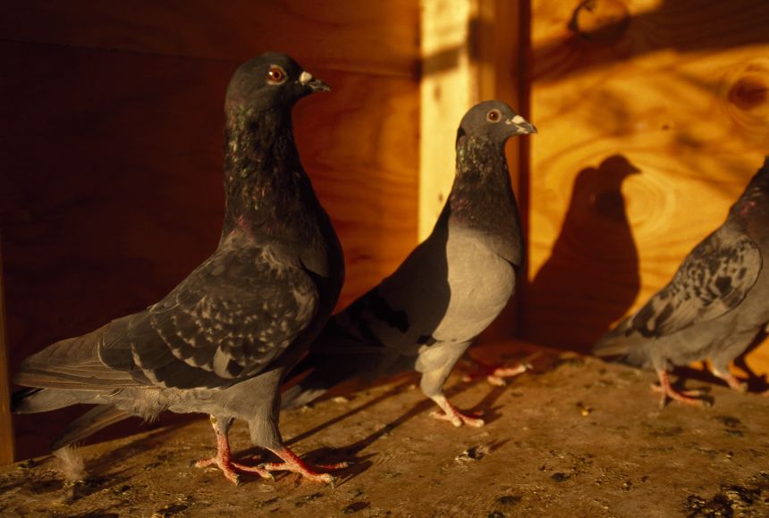 Like many animals kept in human captivity, mating pairs of pigeons are often paired together based on their genetics to achieve the most desirable traits in their offspring.