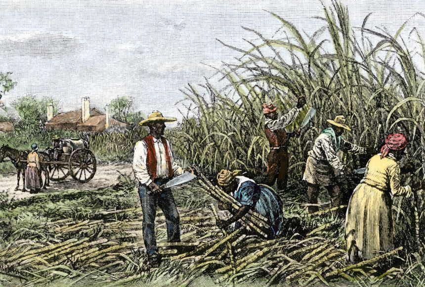Illustration of slaves cutting sugar cane on a southern plantation in the 1800s.
