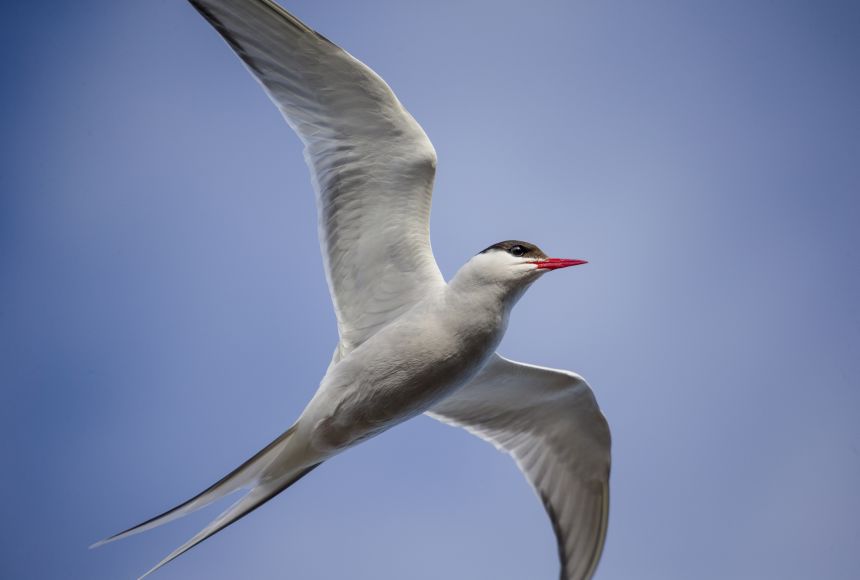 Arctic Tern (Sterna paradisaea) flying over Rudolf Island, Russia. One of the many stops on their long journey.