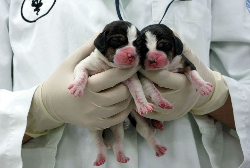 Two Beagle puppies successfully cloned in Seoul, South Korea. These two dogs were cloned by a biopharmaceutical company that specializes in stem cell based therapeutics.