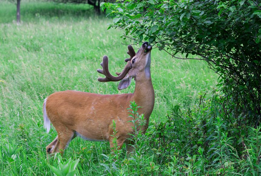 A white tailed deer (Odocoileus virginianus) eating leaves from a bush in Ottawa, Canada. Deer are key members of the food web.