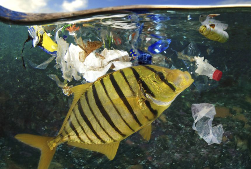 News - Innovative Fishing Bag Material Saves Marine Life
