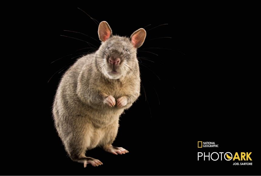 The African Giant Pouched Rat (Cricetomys gambianus). This incredible rodent has been trained to smell tuberculosis and land mines in certain areas of Africa.