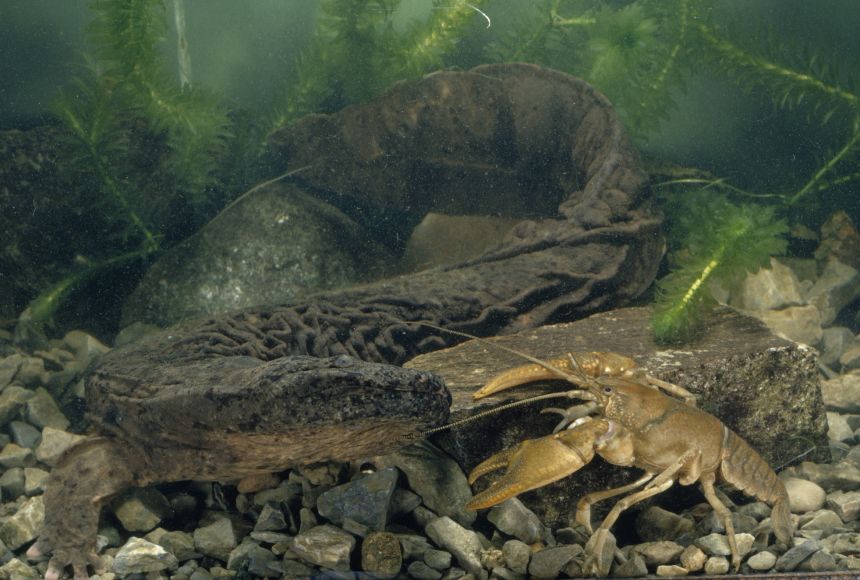 A hellbender salamander (Cryptobranchus alleganiensis). These amphibians can grow up to just over half meter in length.