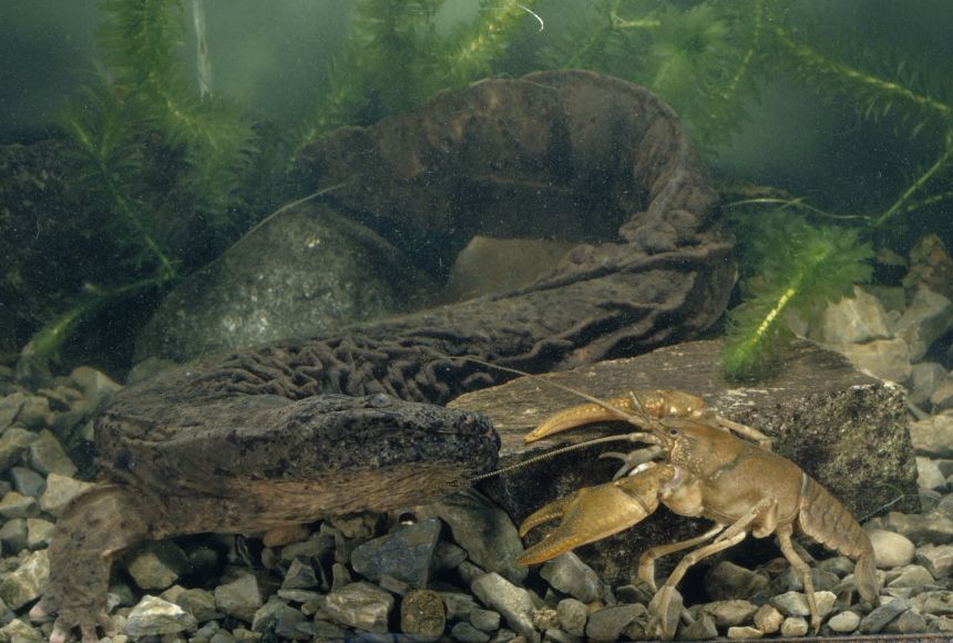 HELLBENDER 