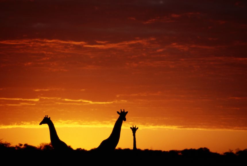 A silhouette of giraffes during sunset in the Okavango Delta. Giraffes are just one of thousands of different animals that live in the Okavango Delta.