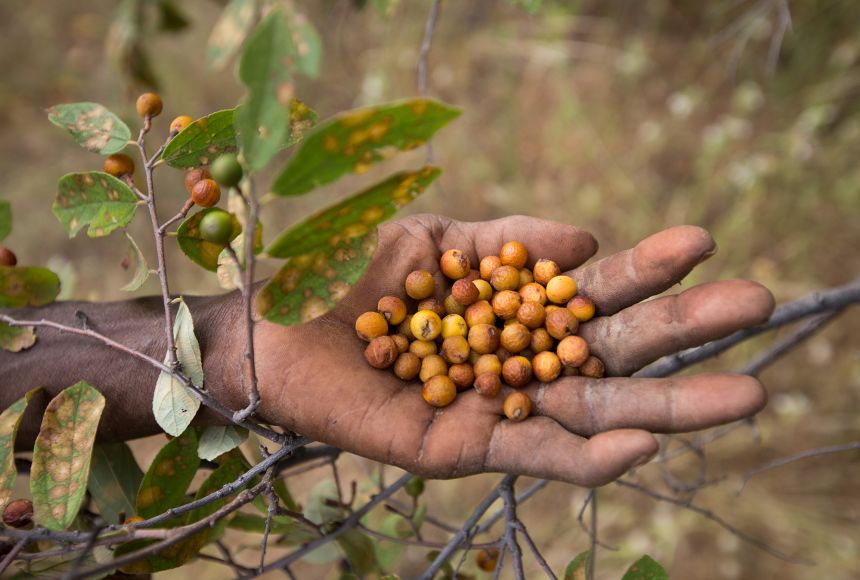 The Hadza people of Tanzania rely on hunting animals and gathering wild fruits and vegetables for food, such as these colorful kongolobe berries (Grewia bicolor)​​​​​​​.