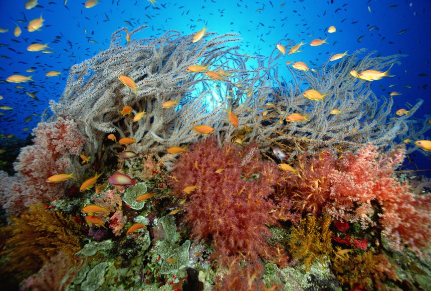 Though coral reefs are called such because of their sprawling colonies of coral, the shelter created by these coral colonies make reefs a virbant biodiveristy hotspot where coral, fish, algae, and hundreds of other species live together in a bustling ecos