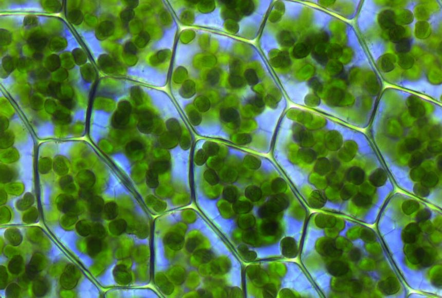 Chlorophyll is a key component in the process of photosynthesis, which sustains plant life and produces oxygen for the entire planet. Although microscopic in size, chloroplasts like these have a big role to play in the health of the planet.