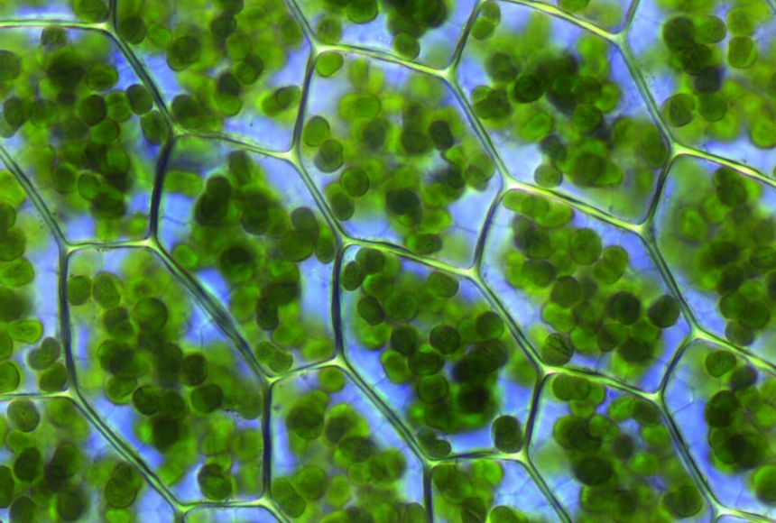 chlorophyll in a plant cell