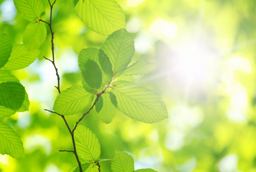 The plant leaves are green because that color is the part of sunlight reflected by a pigment in the leaves called chlorophyll.