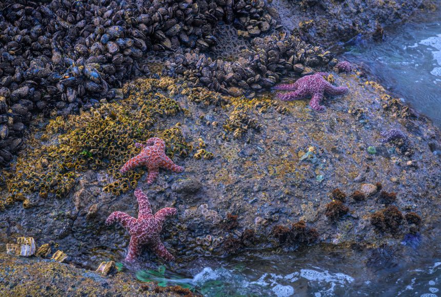 intertidal zone biome