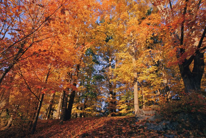 Trees in a deciduous forest during the fall.