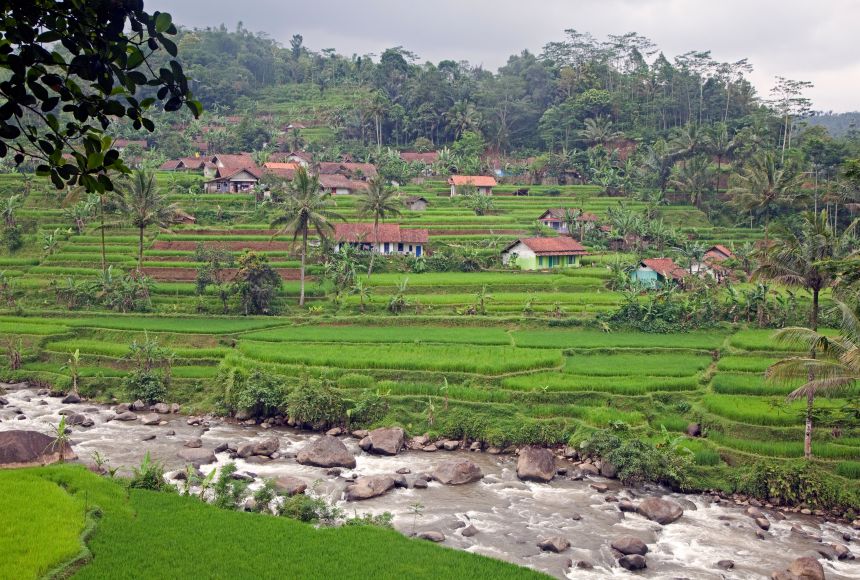 A rural village surrounded by fields of rice paddies. This Javanese village is in Garut Regency, West Java, Indonesia—shown during the rainy season.
