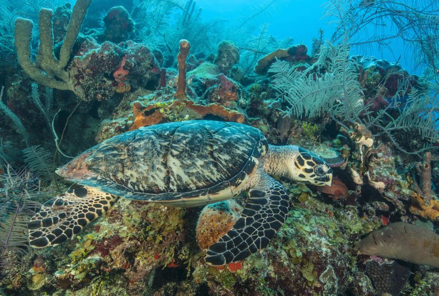 A sea turtle glides past a colorful coral reef.