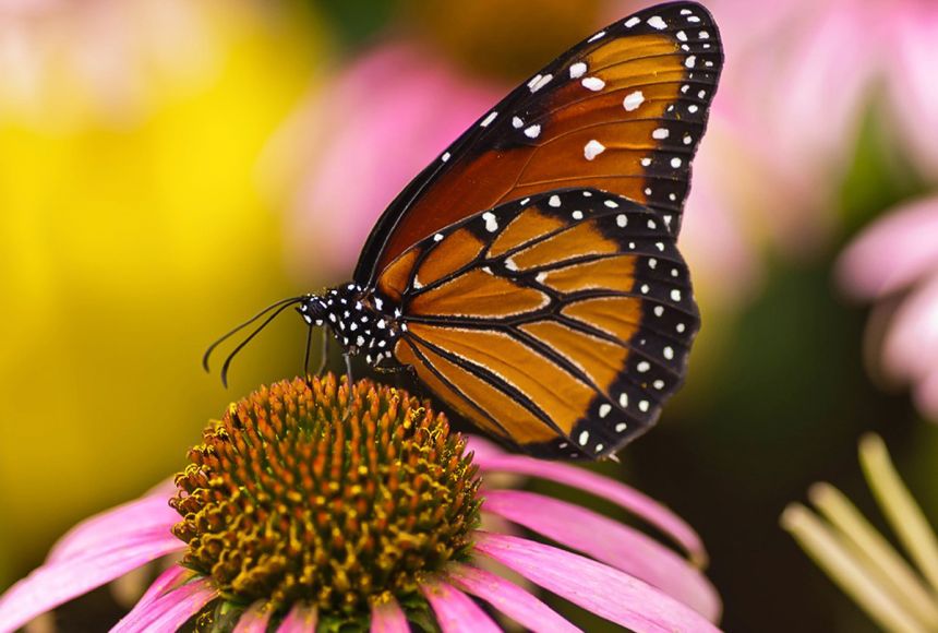 A close up of a queen butterfly on a flower.