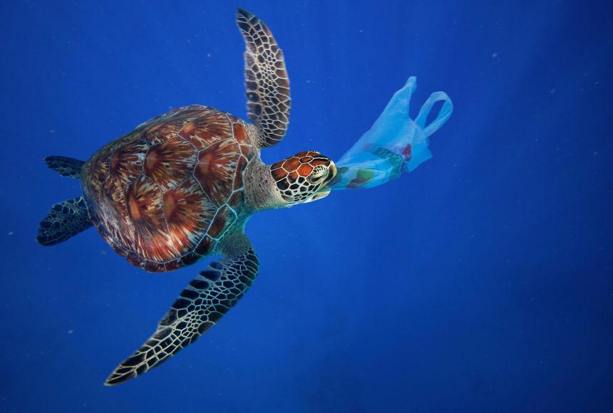 A sea turtle eating a plastic bag. Sea turtles often confuse plastic with their usual foods, causing them to ingest the man-made material.