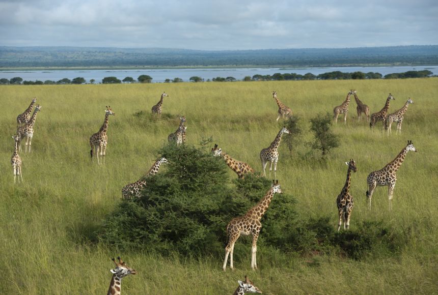There are a ridiculous number of giraffes in this photograph. They are standing in a grassland nibbling on trees. Words cannot describe how awesome this is.