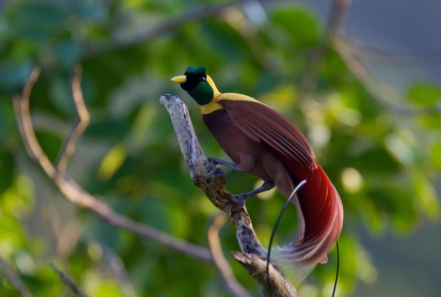 Birds-of-paradise show high levels of sexual dimorphism, meaning there are large differences between the males and females of a given species. The males are showier with more colorful feathers, which they use to attract females.