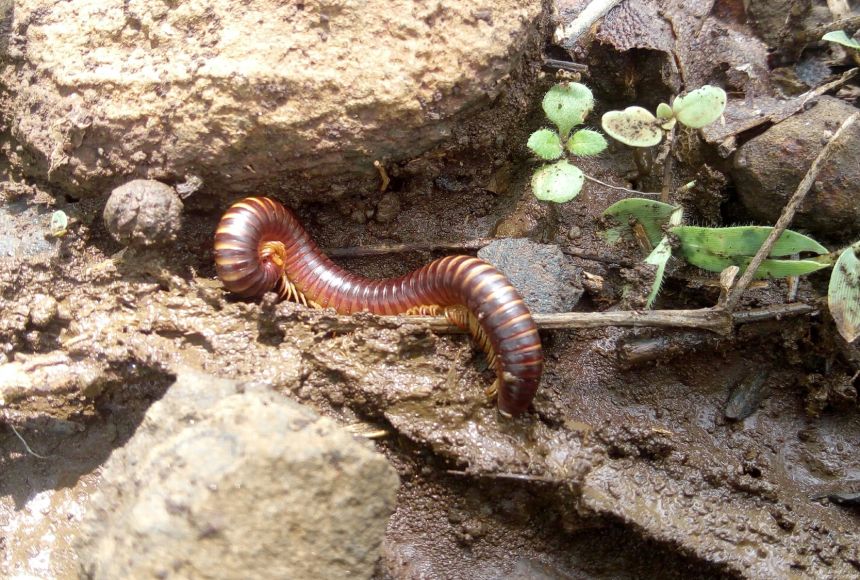 While decomposers break down dead, organic materials, detritivores—like millipedes, earthworms, and termites—eat dead organisms and wastes.