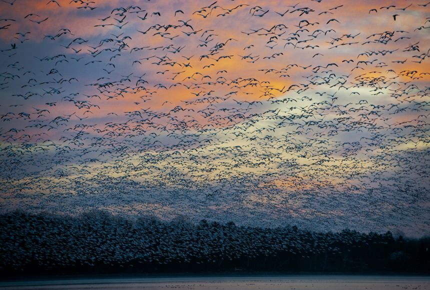 Greater Snow Geese flying over the Saint Francis river. Geese go through a migration every year to escape the harsh northern winters.