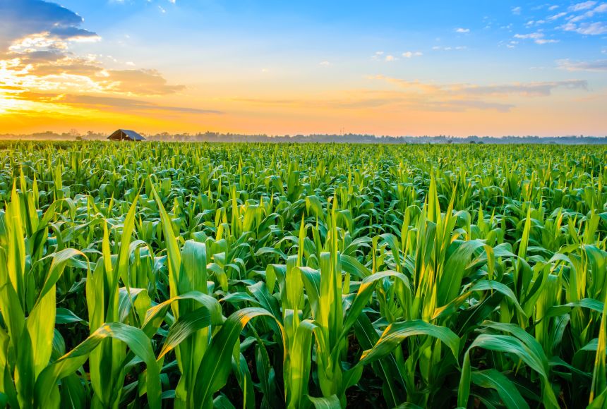 Crops are plants or plant products grown to provide food, fuel, clothing, and more. The crops in a large field like this in the Phetchabun province of Thailand are too plentiful for subsistence and would be used for profit.