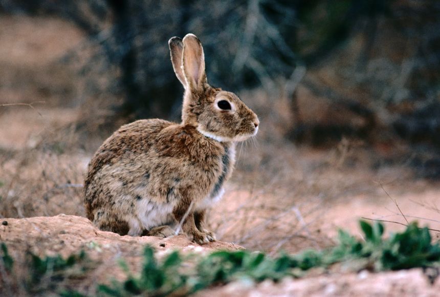 European rabbits hurt Australia's native species and crops. Besides their lack of natural predators on the continent, their success is aided by quick breeding: They can birth more than four litters a year with as many as five kits (baby rabbits) each.