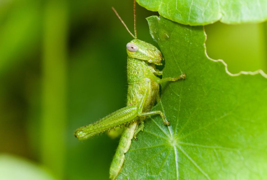 Grasshoppers are primary consumers because they eat plants, which are producers. Producers are the base of the pyramid, the first trophic level.