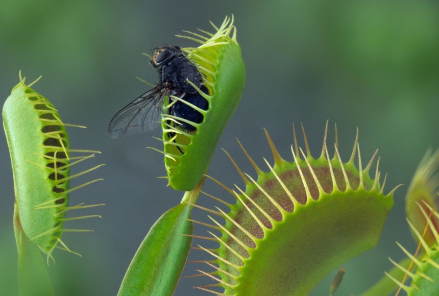 The Venus flytrap (Dionaea muscipula) is likely the best known of around 600 species of carnivorous plants. Here a housefly (Musca domestica) is caught by a Venus flytrap.
